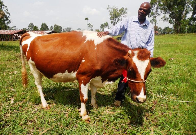 Cow Isaack Shilaro kkmga By Laban Robert.JPG