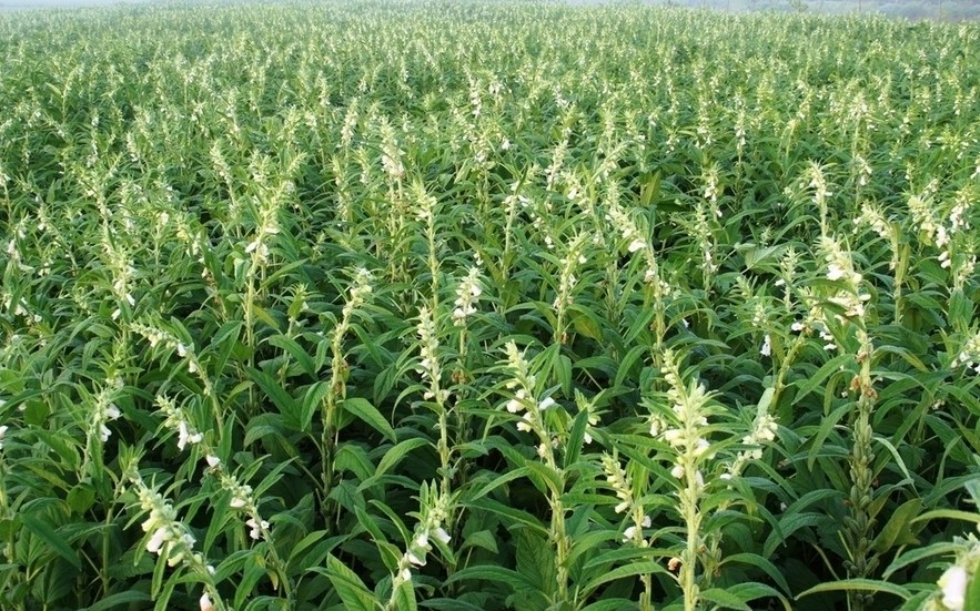 Farm-of-Sesame-plants.jpg