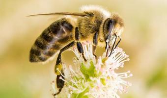 Farmer-extracts-millions-from-bee-venom.jpeg