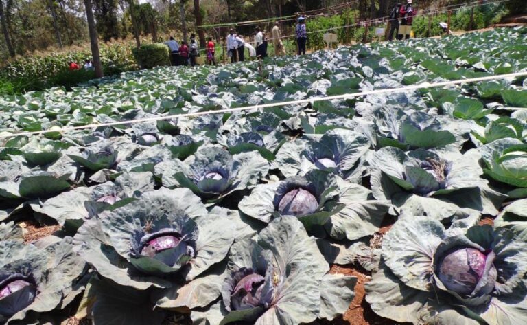 cabbage red By Laban Robert.JPG