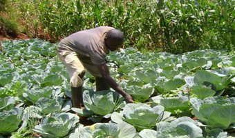 horticultural-farming-kenya.jpeg