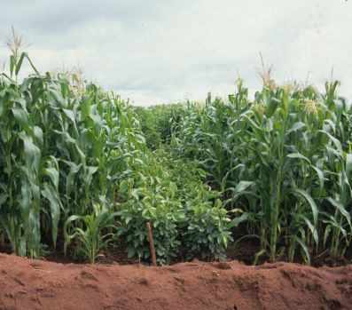 intercropping.jpg