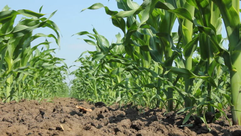 organic grown maize.jpg