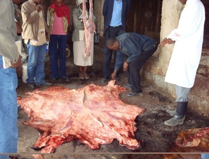 salting hides.jpg