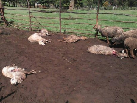 sheep killed UG.jpg