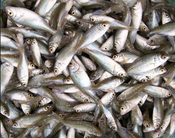 Fingerlings.png