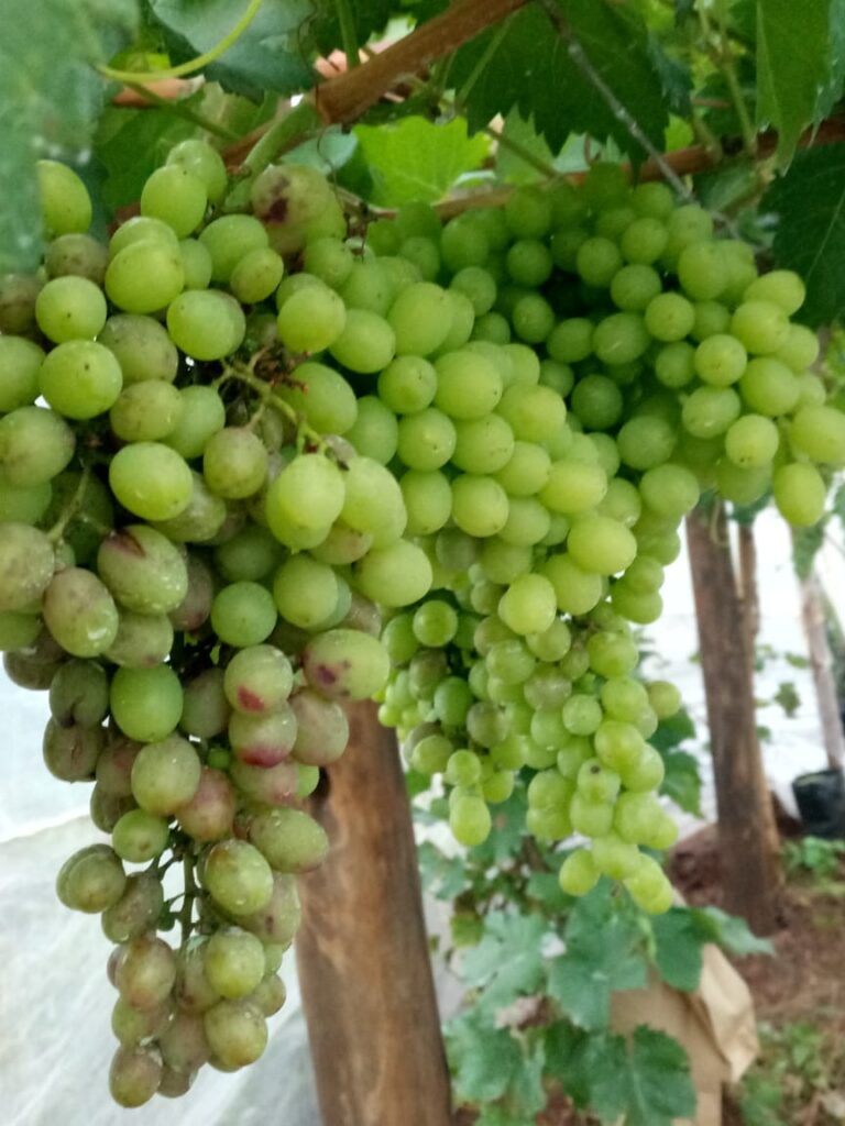 Grapes.jpg