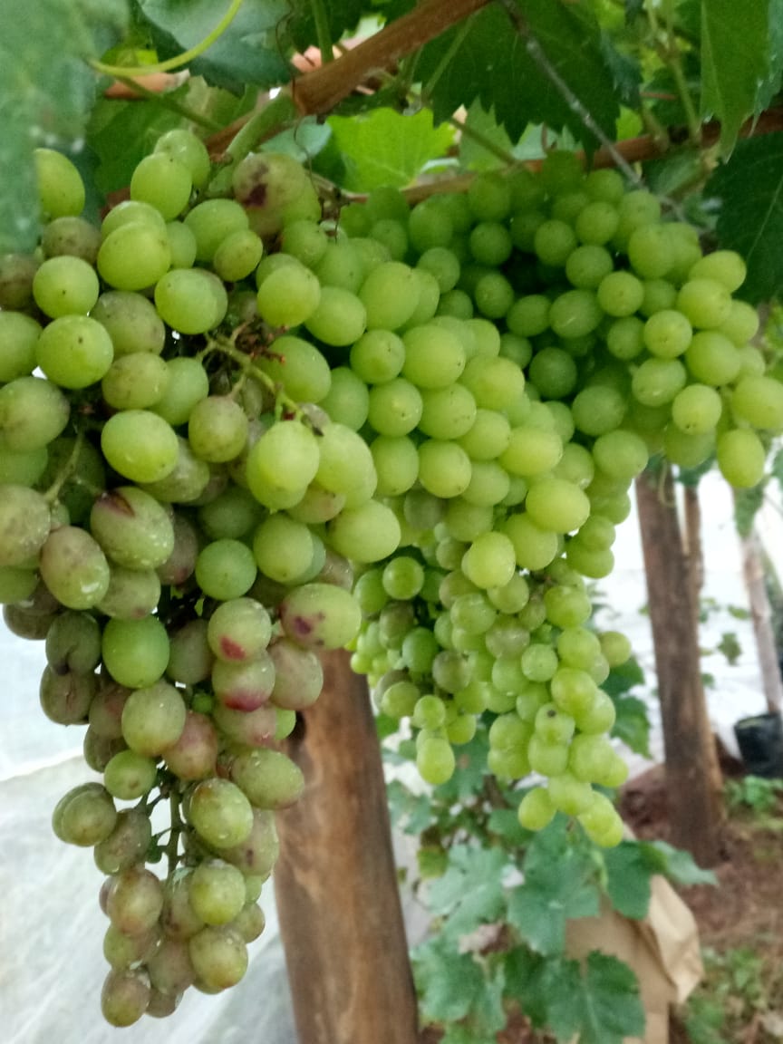 Grapes.jpg