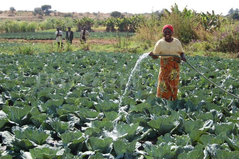 Irrigation.jpg