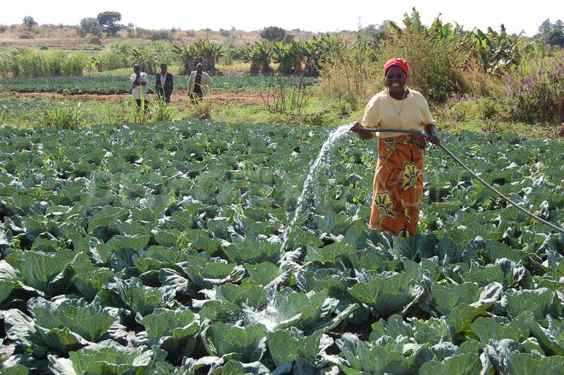 Irrigation.jpg