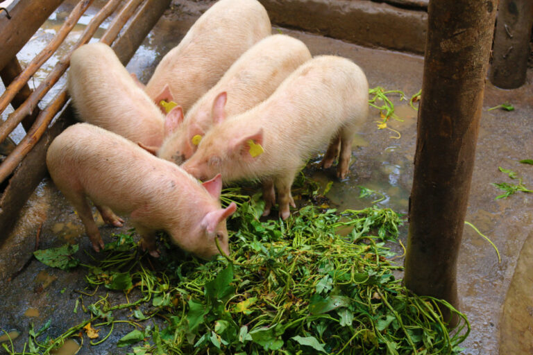 Piglets-eating-sweetpotato-silage-in-Uganda-3-1024x683.jpg