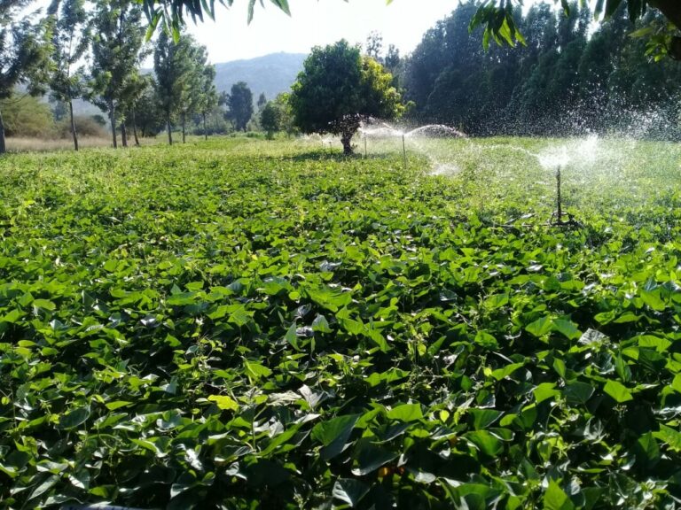Sweet potato-Kirinyaga.jpg