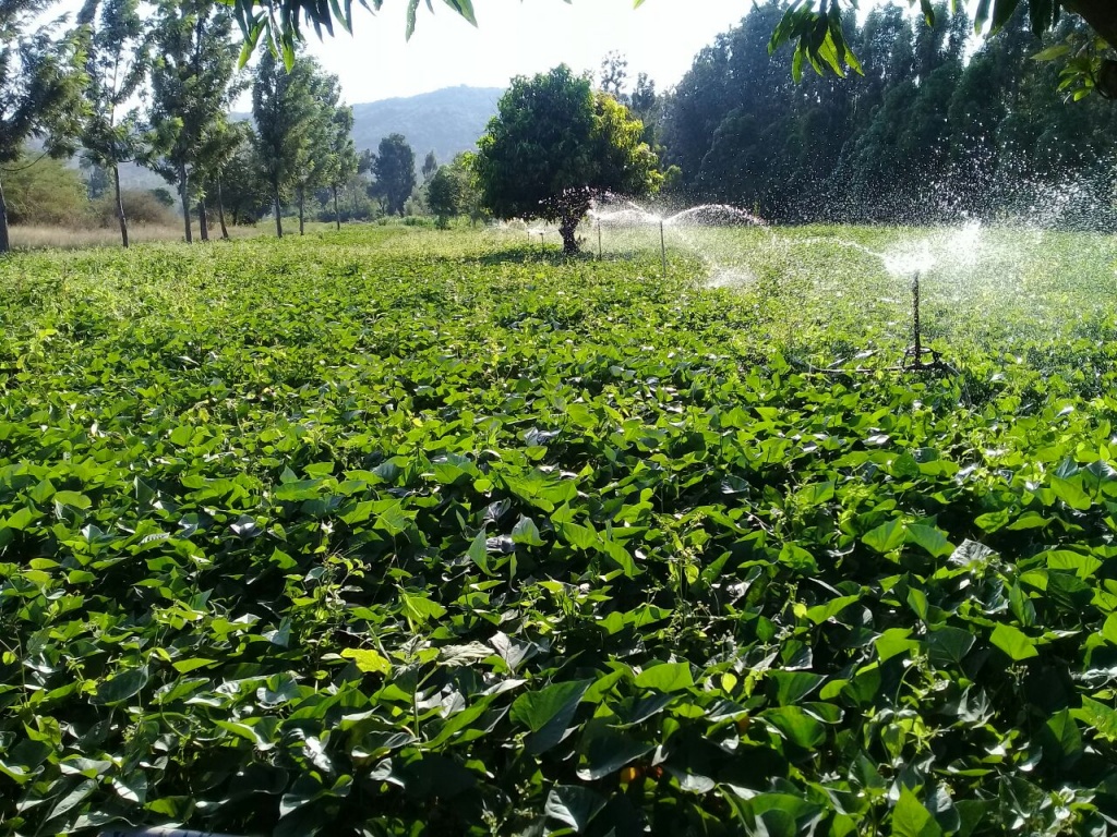 Sweet potato-Kirinyaga.jpg