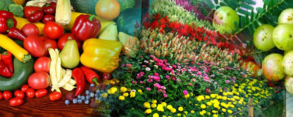 horticultural-crops.jpg