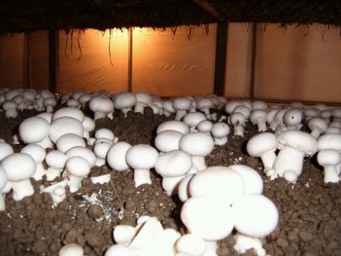 mushroom 1.jpg