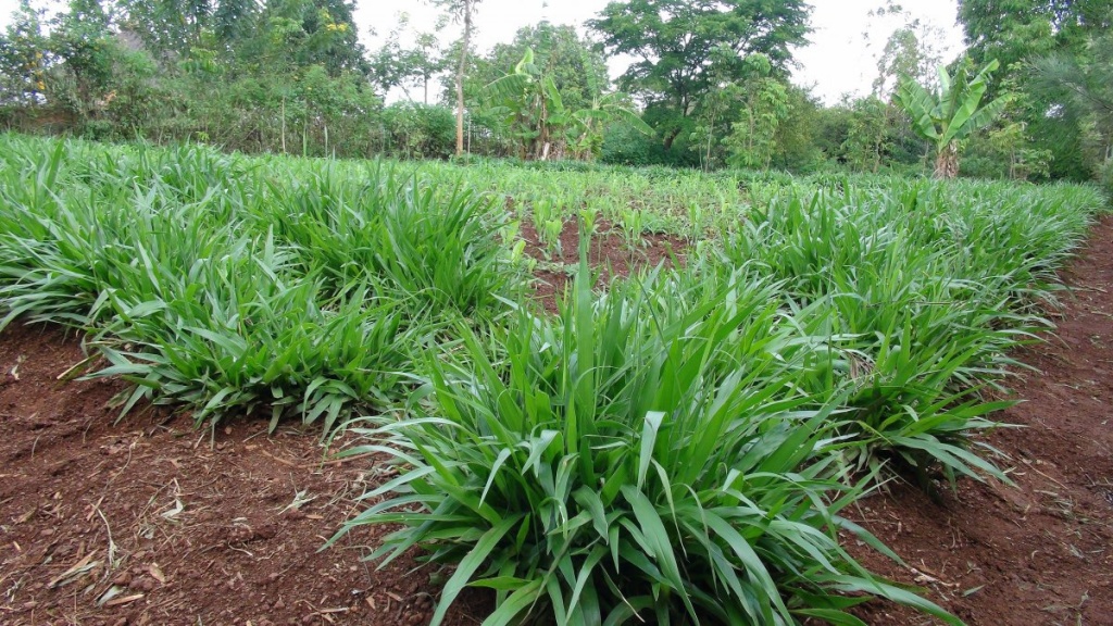 napier intercropping.jpg