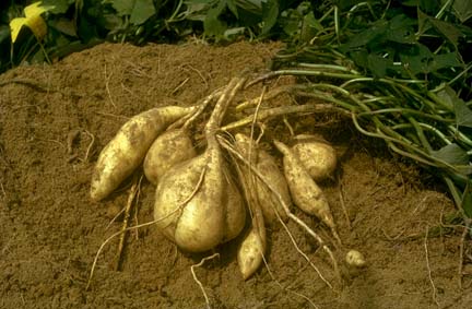 potato.jpeg