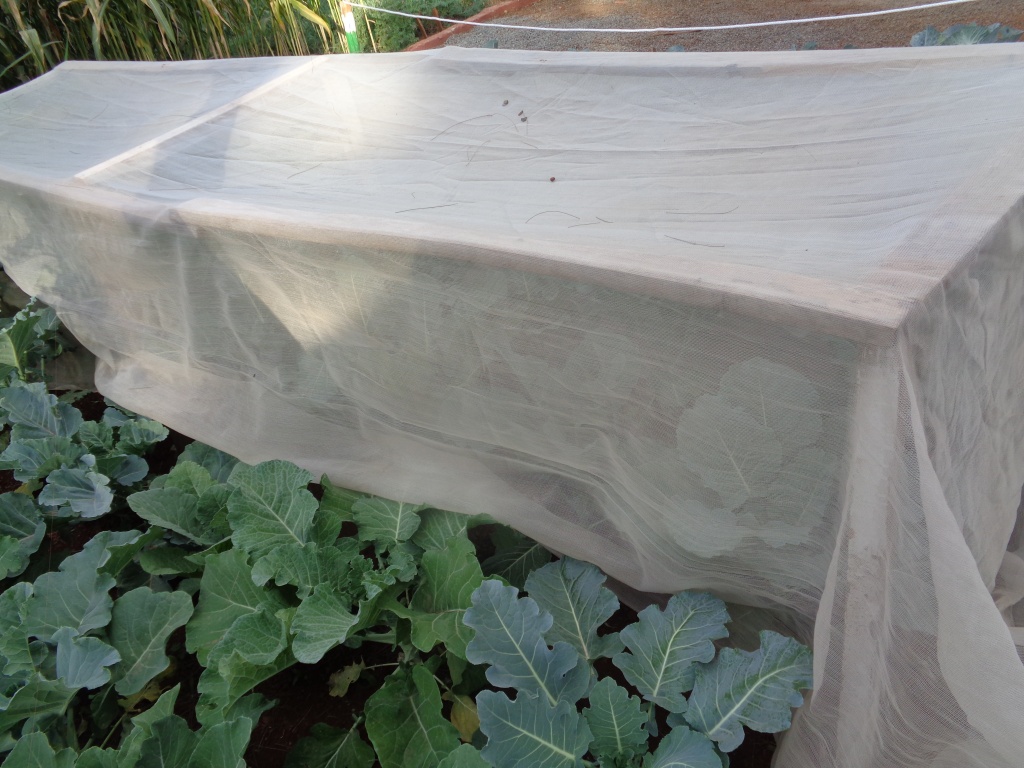 AgroNet-vegetable net.JPG