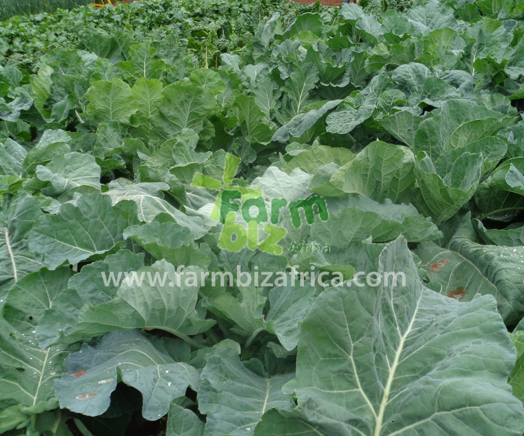 Farmbiz68.jpg