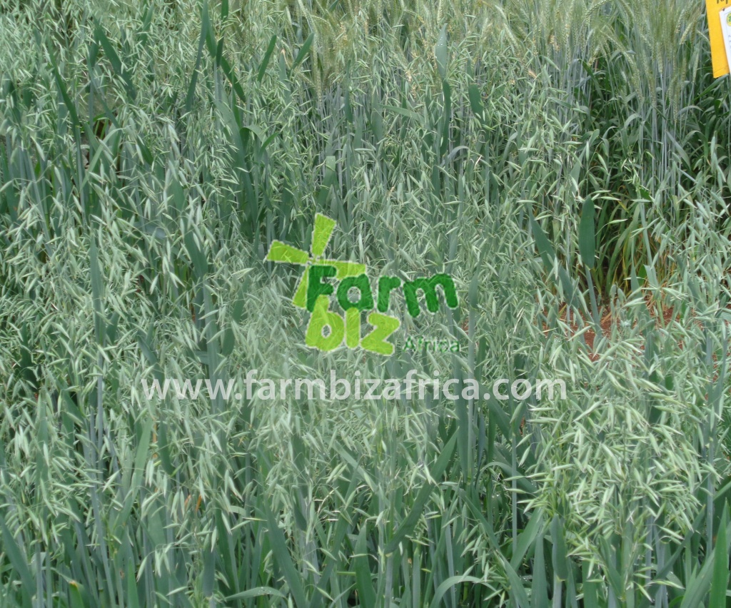 Farmbiz77.jpg