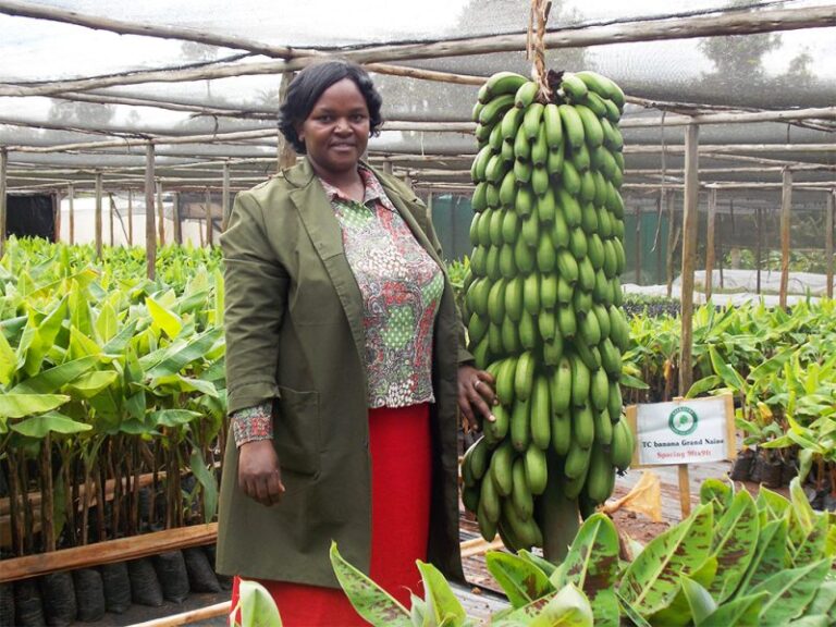Kalro banana.jpg