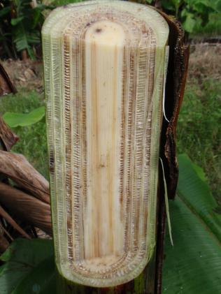 banana pseudo stems.jpg