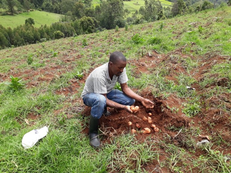 Bomet Potato farmer1.jpg
