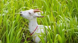 Brachiaria .jpeg