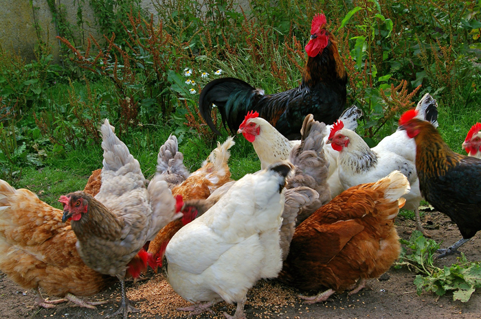 Indigenous chicken.png