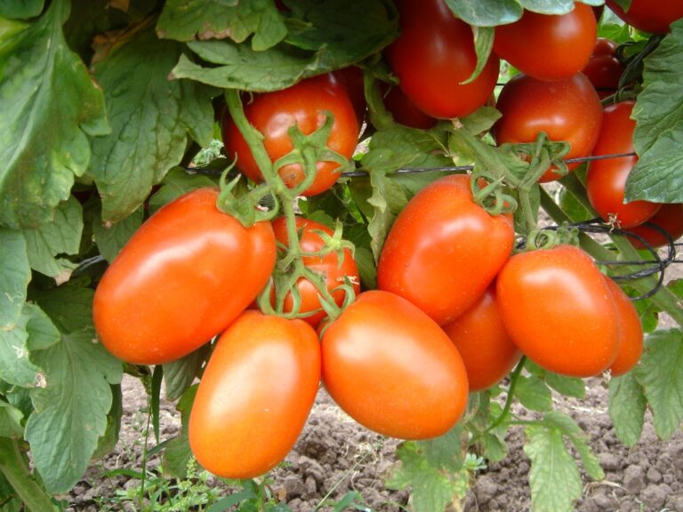 Shanty F1-AMIRAN.jpg