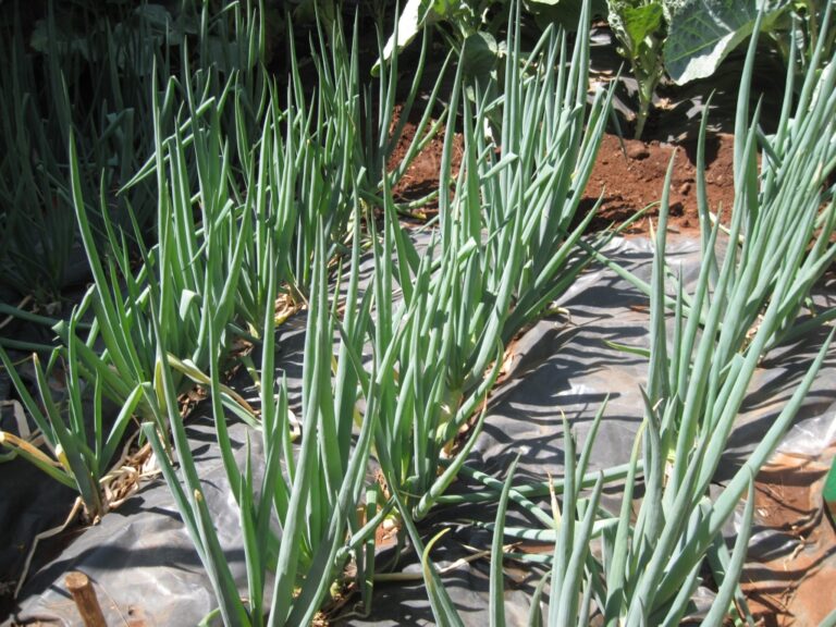 Spring Onions2.JPG