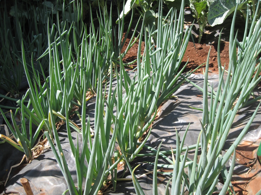 Spring Onions2.JPG