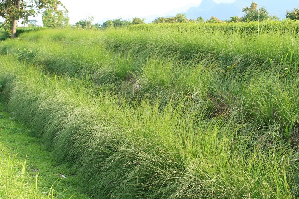 Vetiver grass.jpg