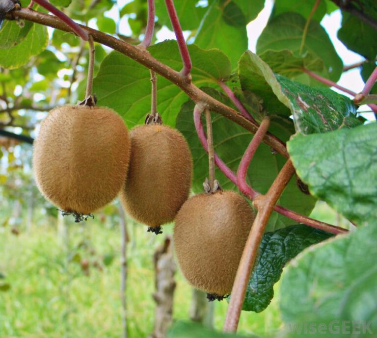 kiwi fruit plant.jpg