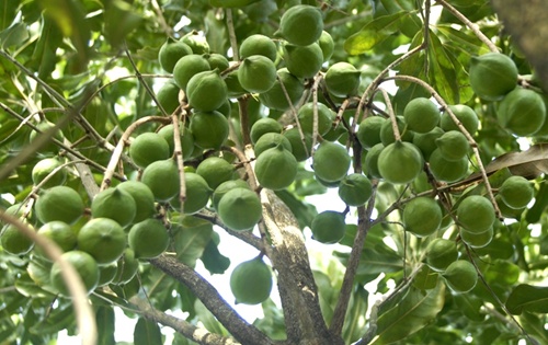 macadamia-Nyeri.jpg