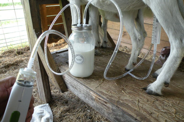 milky.jpg