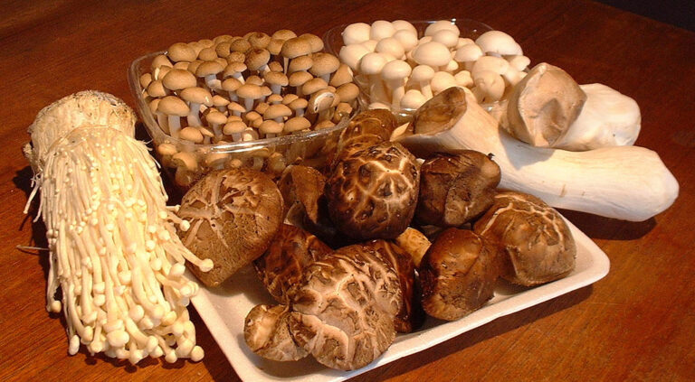 mushroom.jpg