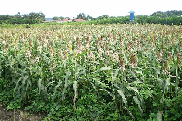 push-pull in Sorghum.JPG