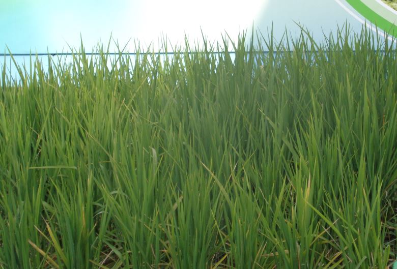 rice.JPG