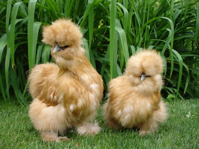 silkiebantam.jpg