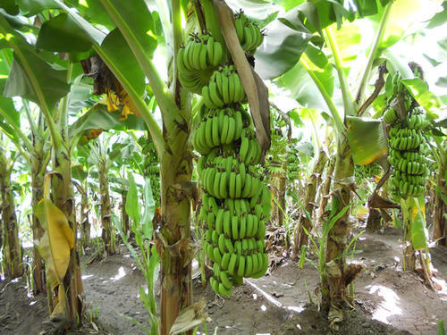 tissue-culture-banana-plants.jpg