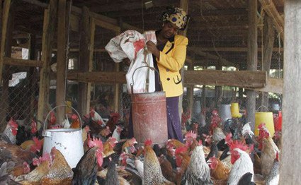 MARGARET FEEDING CHICKEN-THIKA.jpg