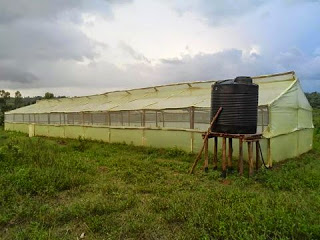 wooden greenhouse.jpg