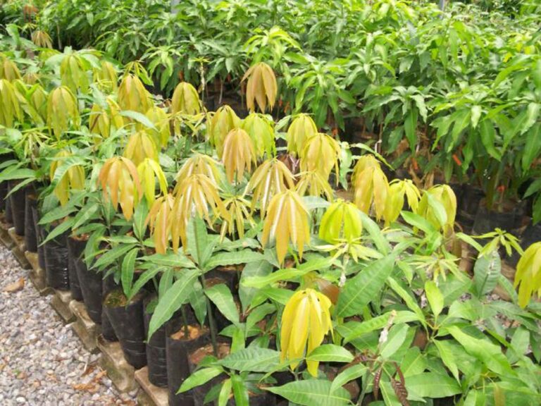 Fruit nursery seedlings.jpg
