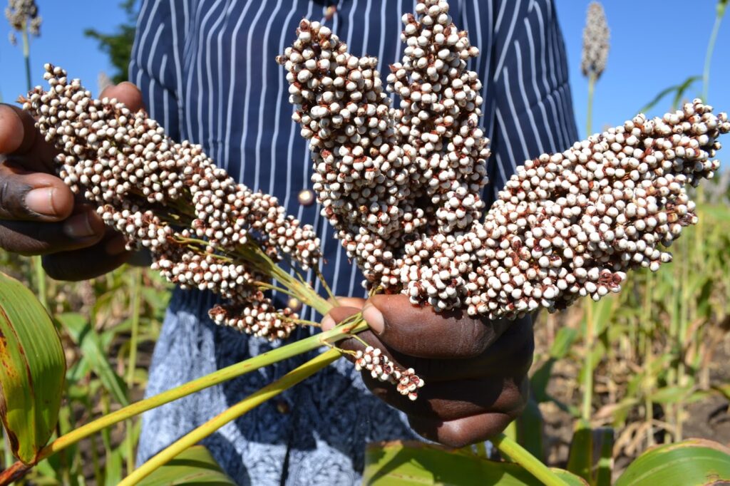 Gadam-Sorghum-kenya.jpg
