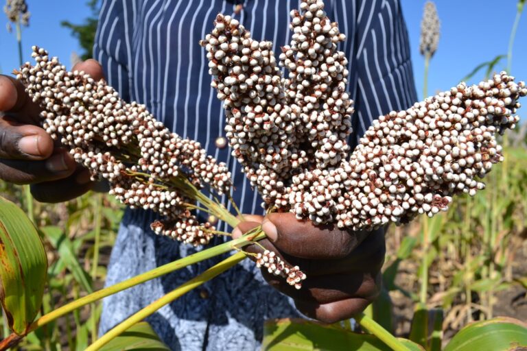 Gadam-Sorghum-kenya.jpg