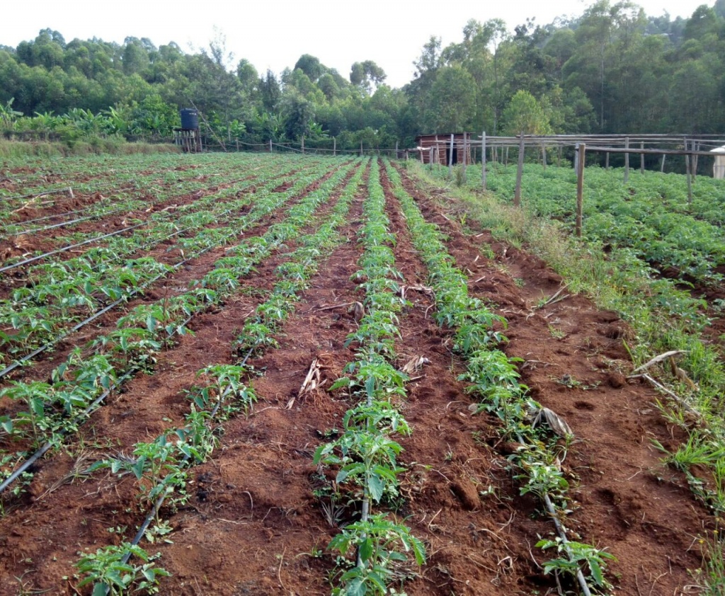 Onyancha's tomato farm.jpg
