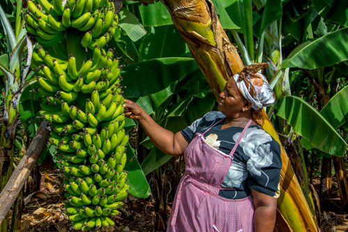 bananas.jpg