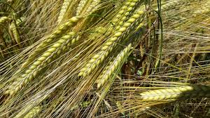 barley.jpg