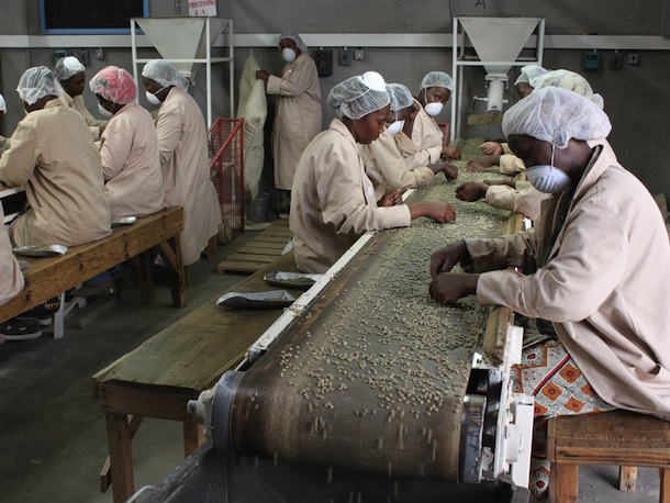 Coffee_pple_sorting.jpg